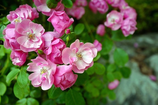 上海 聞道園 園林 植物 戶外