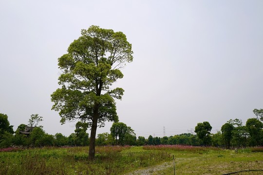 上海 聞道園 園林 植物 戶外