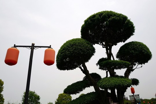 上海 聞道園 園林 植物 戶外
