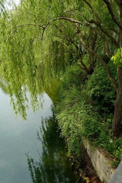 上海 聞道園 園林 植物 戶外