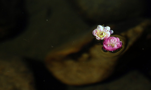 桃花