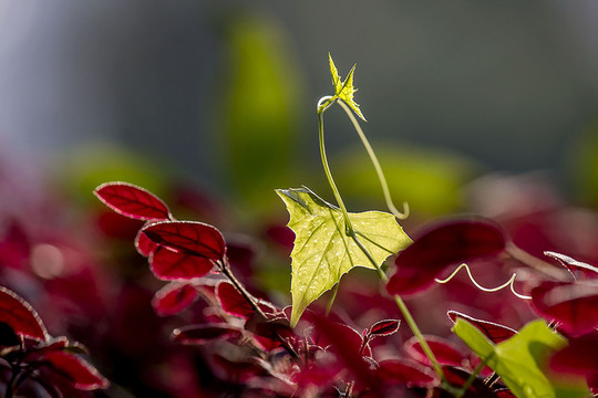 小草