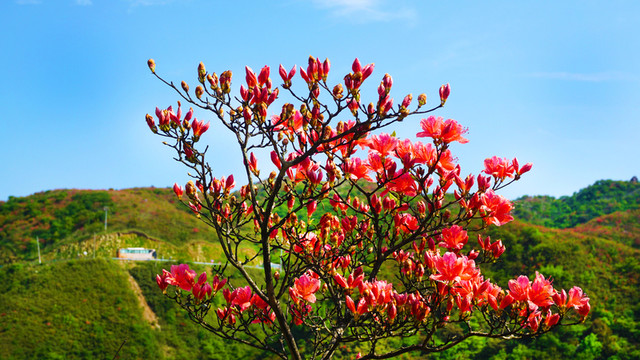 杜鵑花開