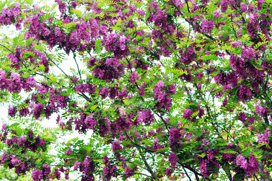 槐花