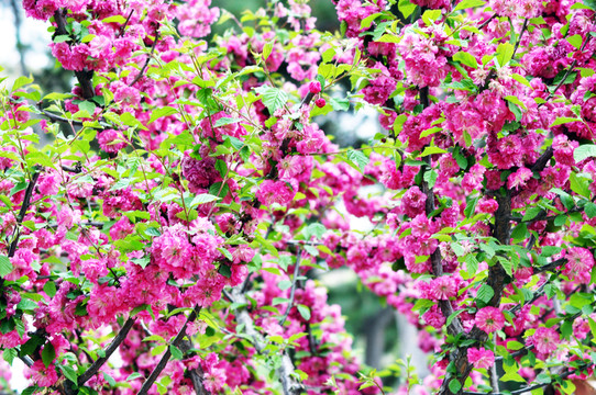 櫻花