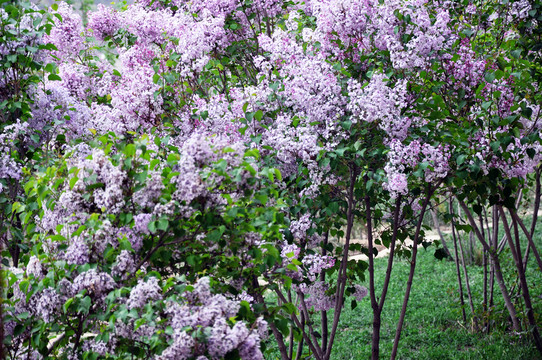 丁香花