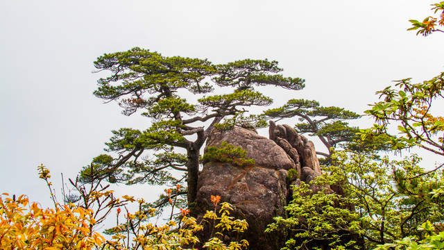 黃山