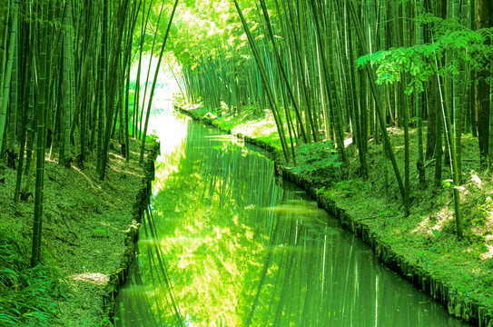 陽光竹林