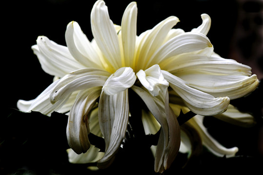 菊花