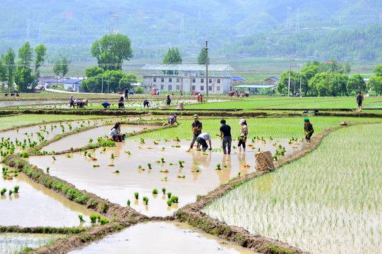 農(nóng)民插秧