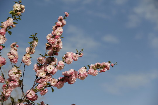 桃花 桃紅 春暖花開(kāi) 粉花 春