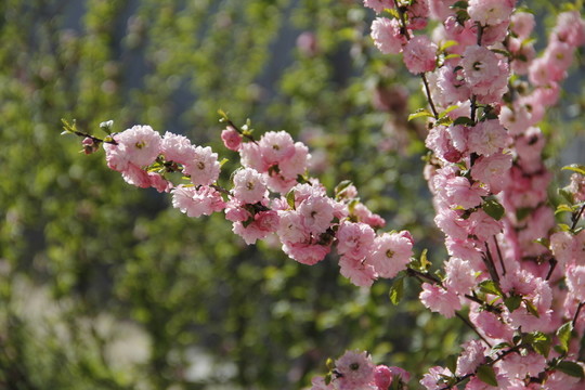 桃花 桃紅 春暖花開 粉花 春