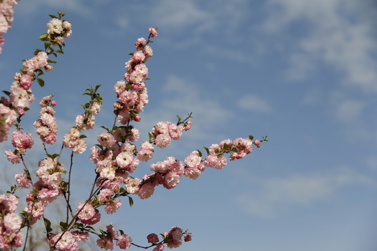 桃花 桃紅 春暖花開 粉花 春