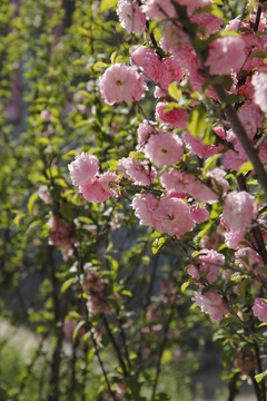 桃花 桃紅 春暖花開 粉花 春