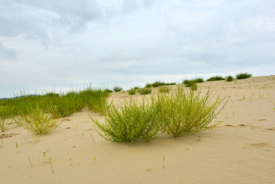 沙漠綠植