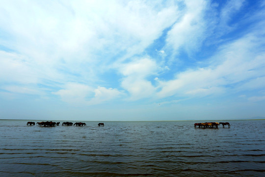 湖水藍(lán)天馬群