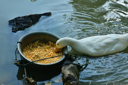 鴨子吃食
