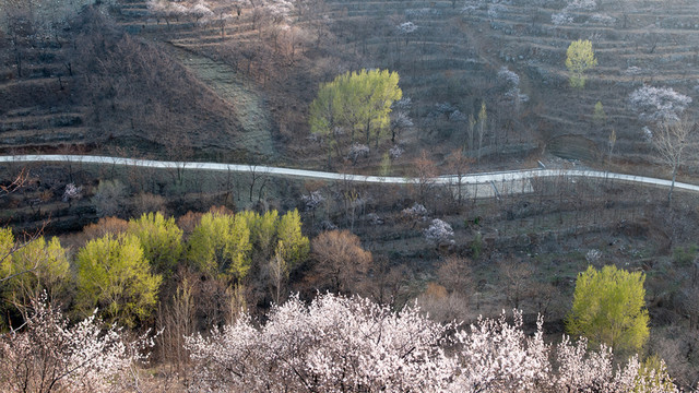 杏花路
