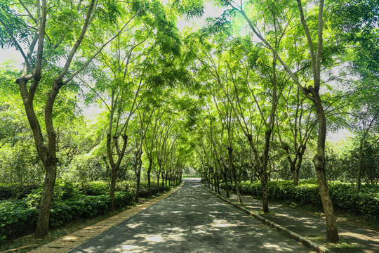 綠化道路