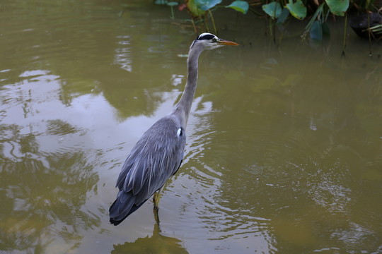 鳥類
