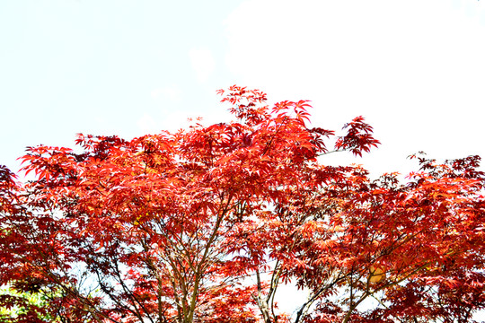 紅楓 枝葉 紅葉