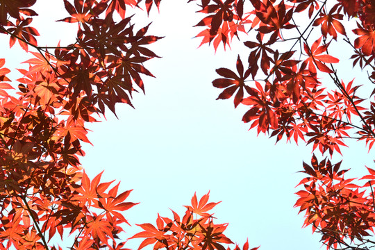 紅楓 楓葉 背景框