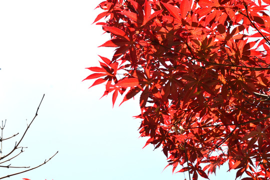 紅楓 楓葉 背景框