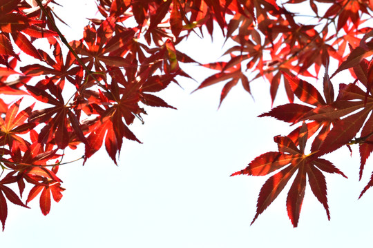 紅楓 楓葉 背景框