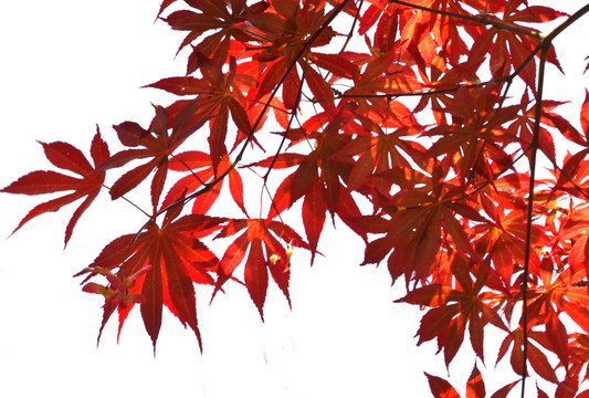 紅楓 楓葉 背景框