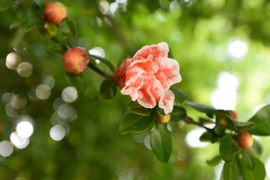 石榴花
