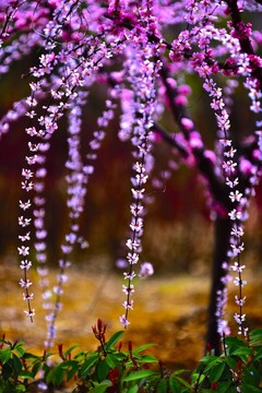 梅花垂枝