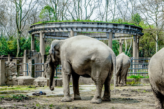 大象素材 動物園大象 大象高清