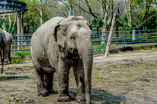 大象素材 動(dòng)物園大象 大象高清