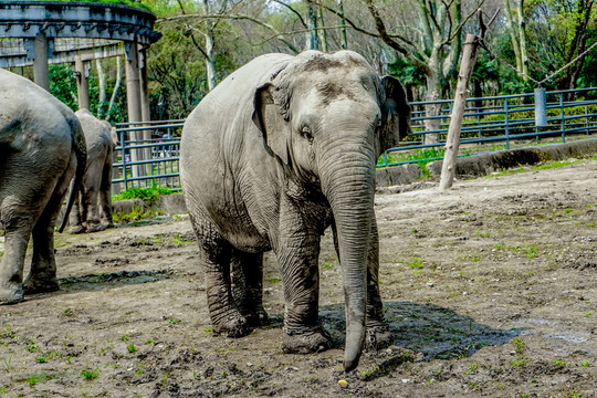 大象素材 動物園大象 大象高清