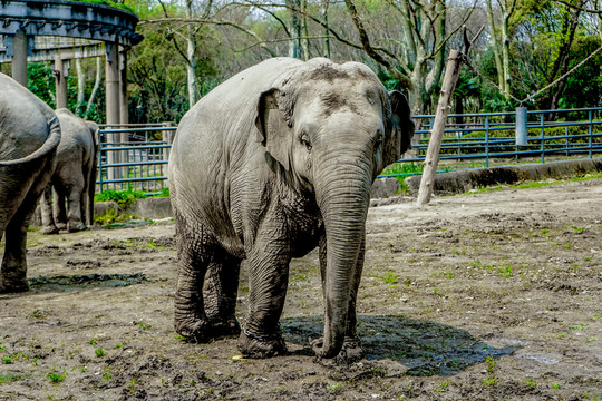 大象素材 動物園大象 大象高清