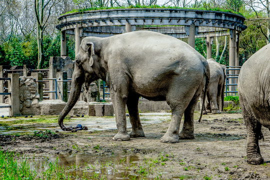 大象素材 動物園大象 大象高清