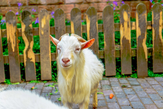 绵羊 动物 自然农场 公羊