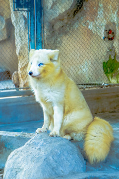 藍(lán)狐素材
