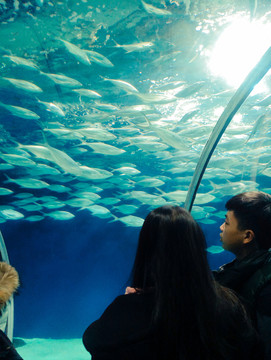 海洋公園海洋館 大海大型魚 水