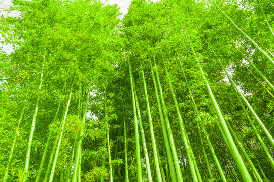 竹林 高清大圖
