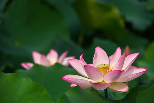 荷花