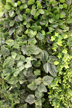 綠色植物墻