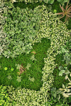 綠色植物墻 綠植