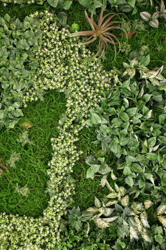 綠色植物墻 綠植 植物墻 花卉