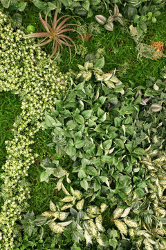 綠色植物墻 綠植