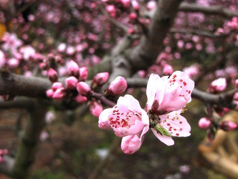 春天桃花高清攝影圖片素材