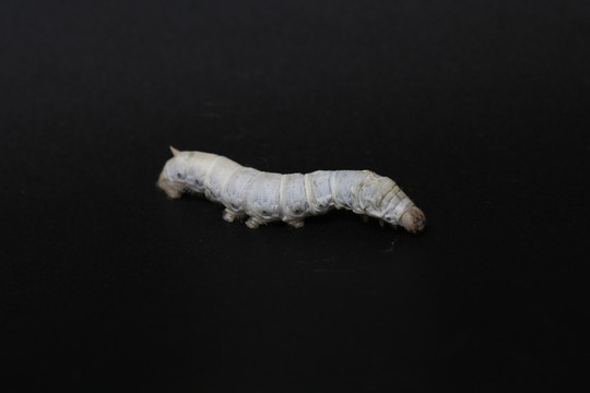 蠶寶寶 桑蠶 白蠶 春蠶