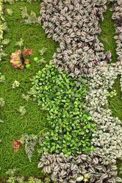 綠色植物墻