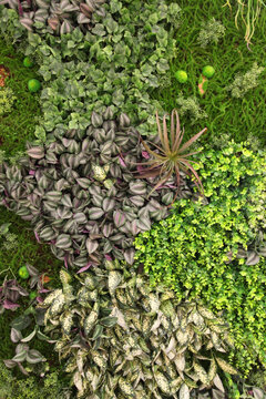 綠色植物墻 綠植