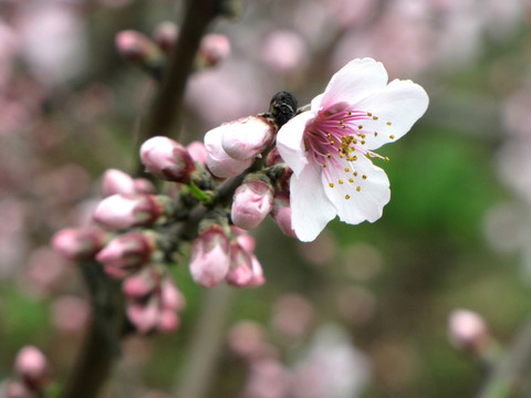 唯美桃花高清圖片素材